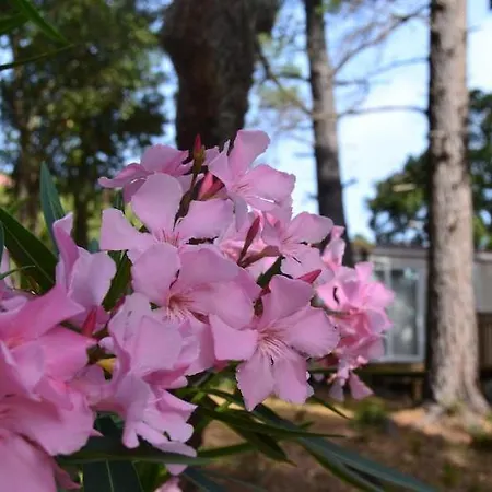 Les Pavillons Du Golfe 3* Favone