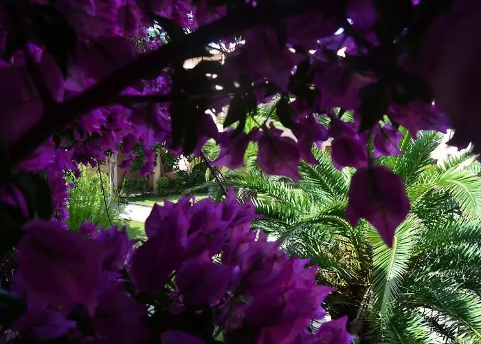 Les Pavillons Du Golfe 3* Favone