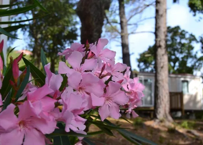 Les Pavillons Du Golfe 3* Favone